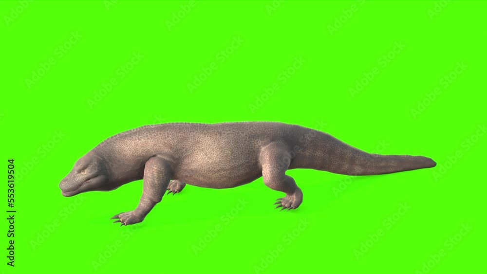 Vidéo Stock Komodo Dragon Walking Green Screen Animation 4k Rendering