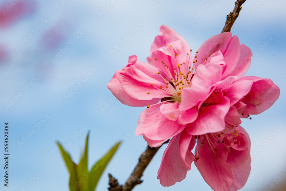 Fototapeta premium ピンクの桃の花