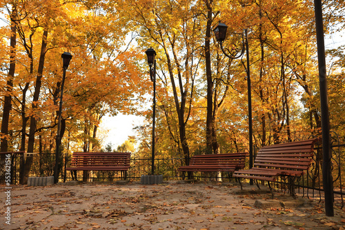 Beautiful yellowed trees  benches and streetlights in park on sunny day