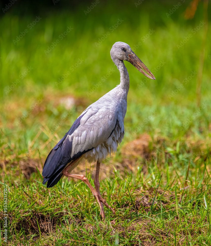 Asian open-bill stork