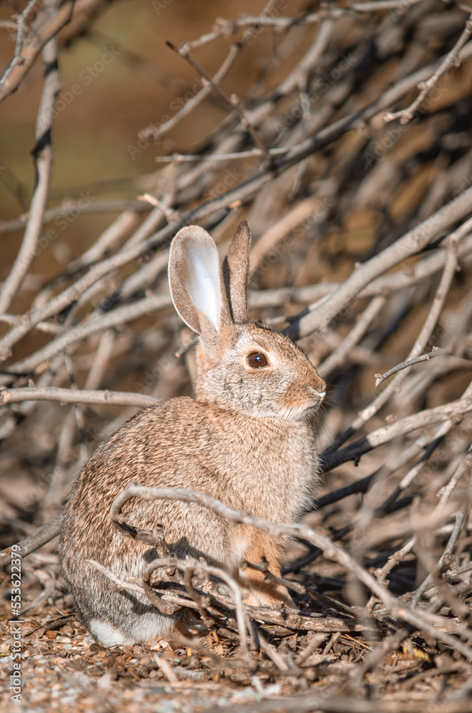 Fototapeta premium rabbit in the grass