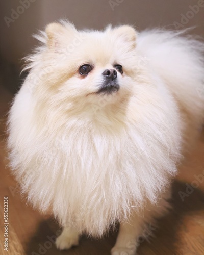 Little spitz dog © Alex