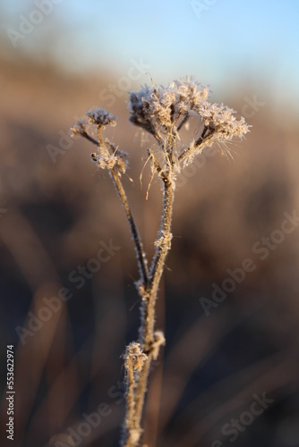 Frosted flower in late fall in Colorado 