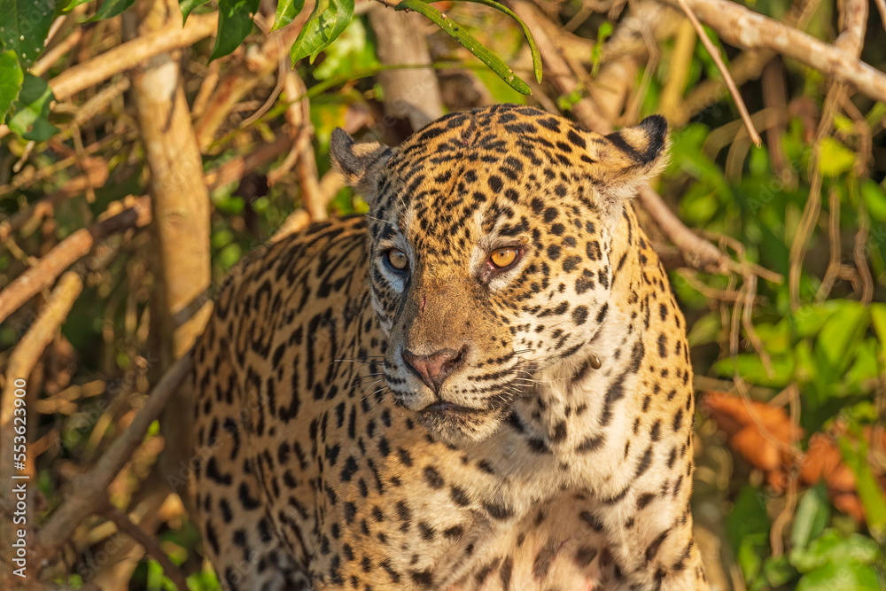 Jaguar Watching From a Jungle Shore