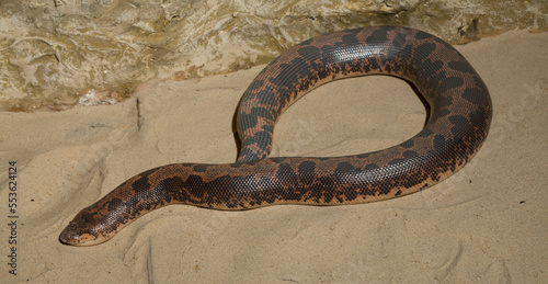 Eryx colubrinus, the Egyptian or Kenyan sand boa is a species of snake in the family Boidae. photo