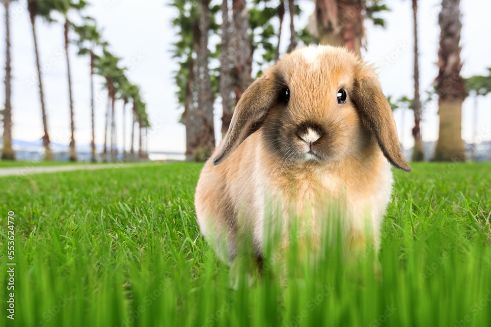 Little rabbit or bunny sitting in green grass. Little rabbit or bunny sitting in green grass.