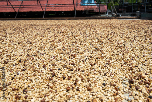 Fresh Kona coffee beans drying
