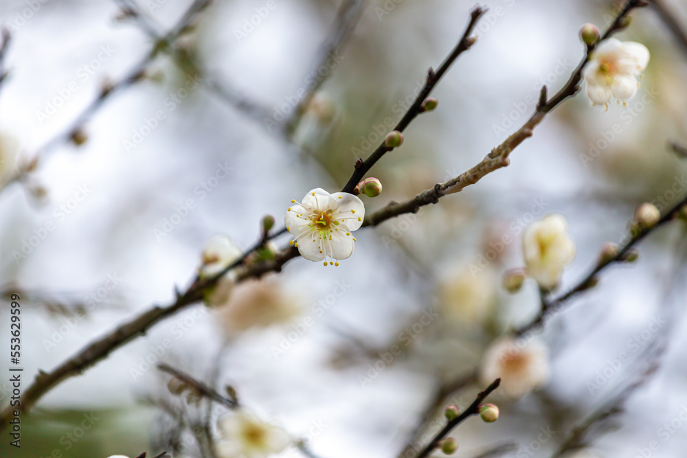 White plum blossoms bloom beautifully on the branches in the garden on the mountain with cool weather.