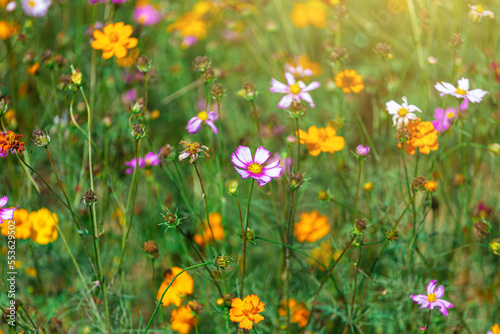 Yellow Cosmos flowers beautiful in Green garden ,Beautiful flower in the spring © NARANAT STUDIO