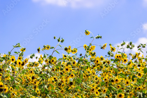 Sunflower blooming in the blue sky ,Sunflower cultivation at sunrise in the mountains of Thailand 