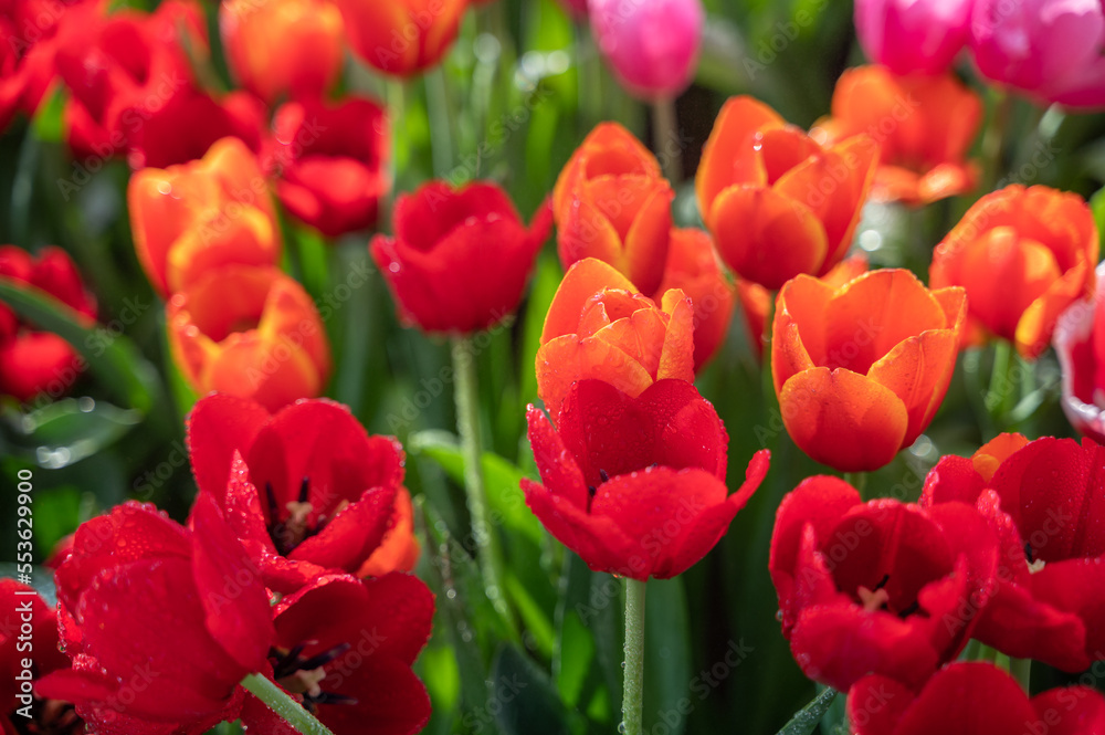 Colorful Tulip flower garden in park, orange and red.