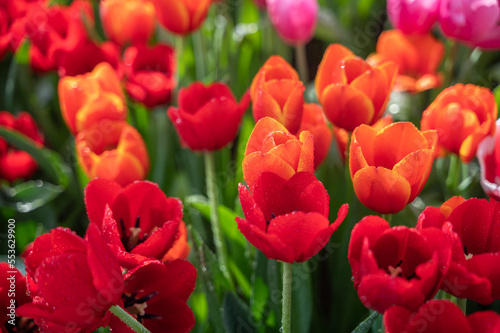 Colorful Tulip flower garden in park  orange and red.