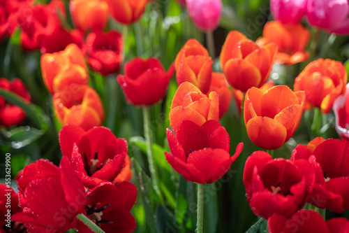 Colorful Tulip flower garden in park, orange and red.