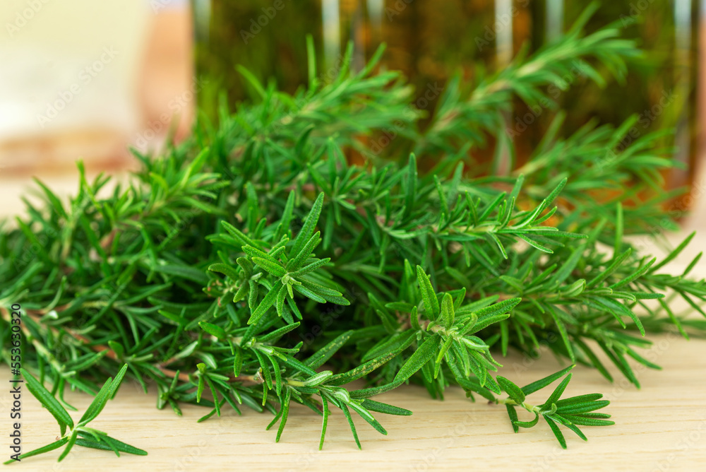 A bunch of organic rosemary for oil infusing and cooking A bunch of organic rosemary for oil infusing and cooking