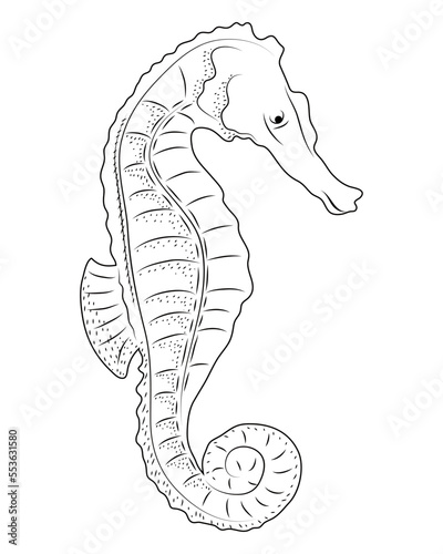 seahorse sealife sketch style