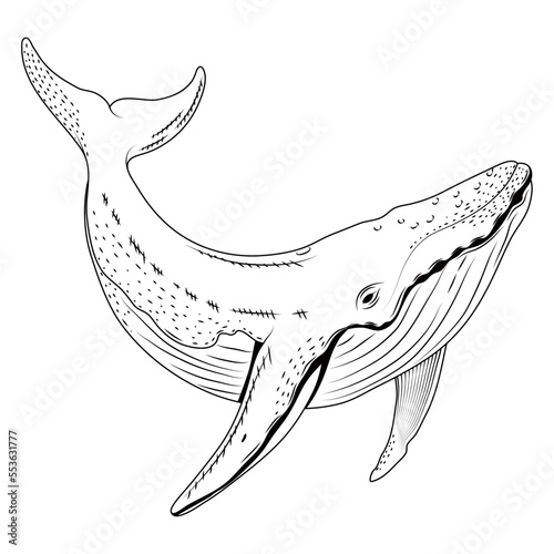 whale sealife sketch style
