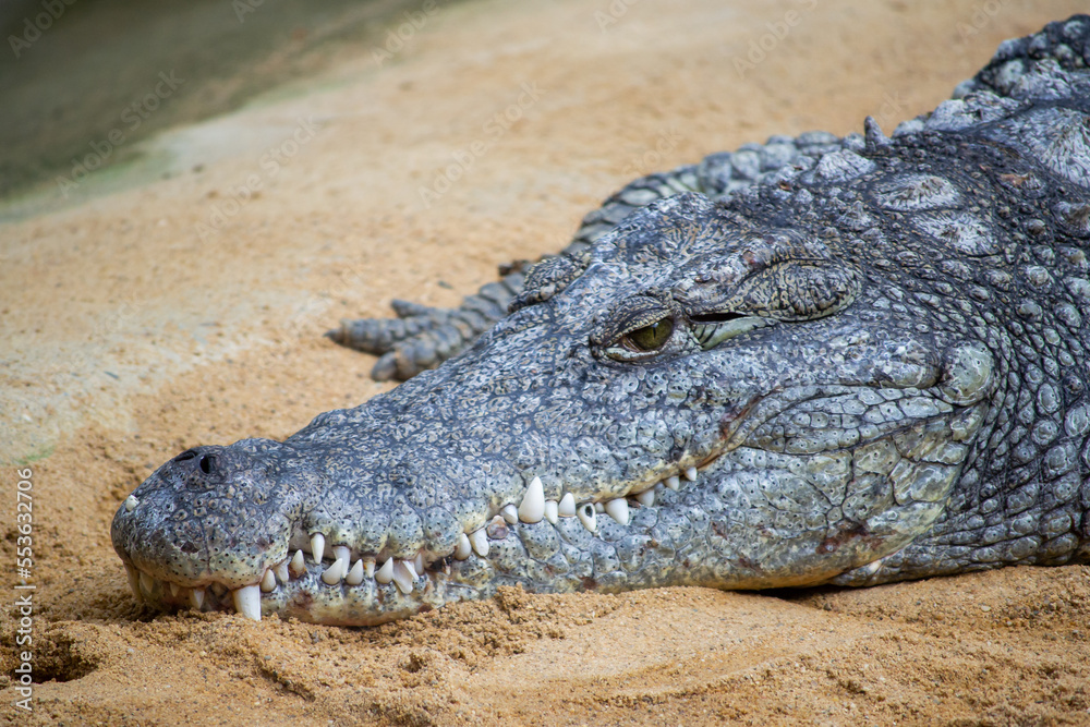 Fototapeta premium a nile crocodile lies on sand and looks out.
