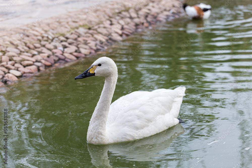 Fototapeta premium Black-billed swans at the zoo