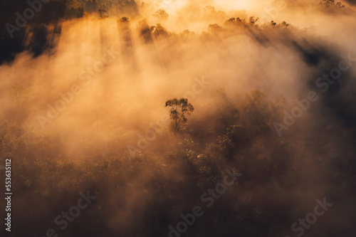 Sunrise in the forest Orange light through morning fog in forest  high angle view