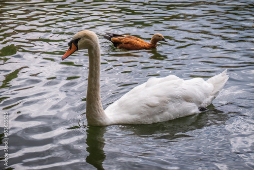 A graceful white swan swimming on a lake with dark water. The white swan is reflected in the water