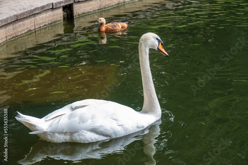 Graceful white swan swim in the pond in city park.