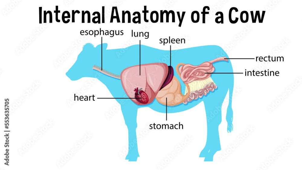 Animated internal anatomy of a cow