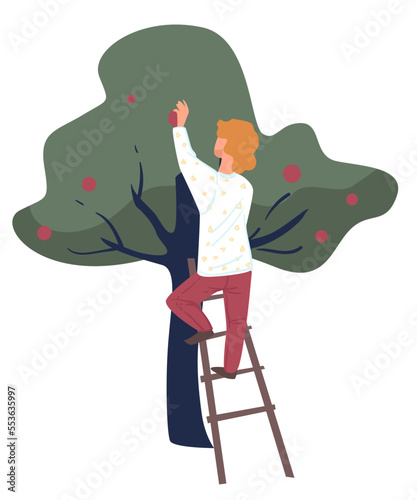 Autumn harvesting, farmer picking ripe apples from trees