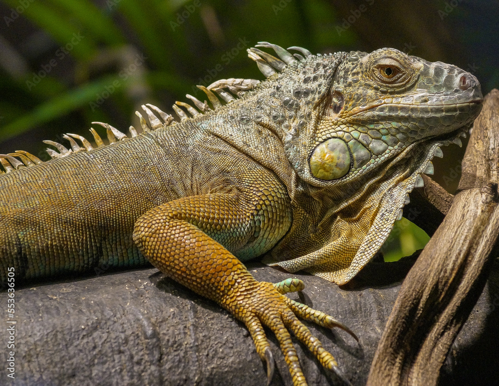 iguana in the zoo iguana in the zoo