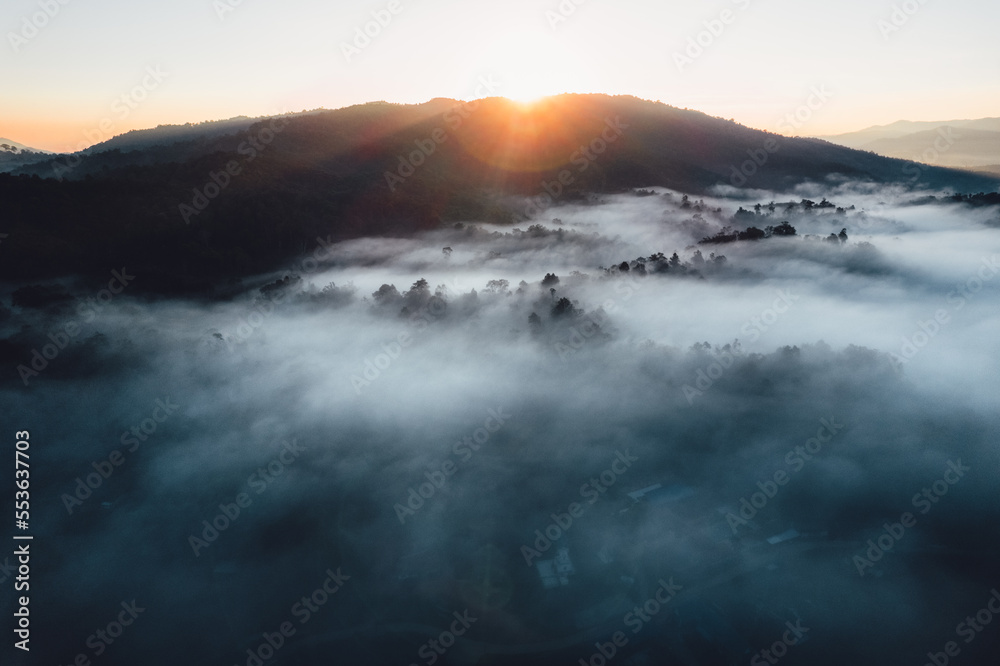 Mist and trees in the forest early morning,Forest fog Mist and trees in the forest early morning,Forest fog