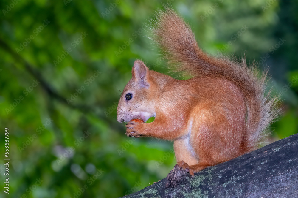 Young Squirrel sits on tree in summer. Eurasian red squirrel, Sciurus vulgaris.