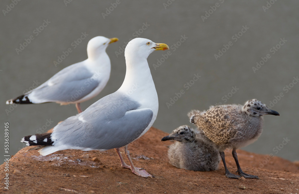 Fototapeta premium Herring Gull (Larus argentatus) A family of Gulls.Two adults and two young chicks.Fluffy fledgling birds.