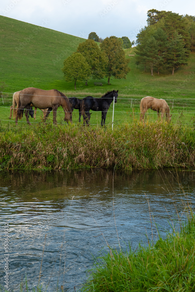 Fototapeta premium herd of horses in a fenced paddock near a river. Breeding and raising horses.Farm animals on the grazing.White and brown horses