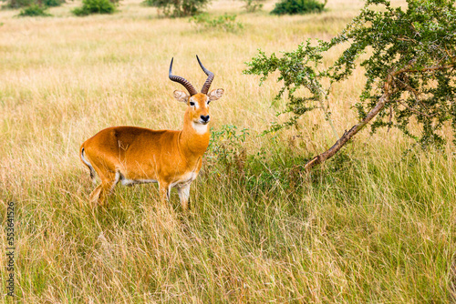Photography antelope in the savannah