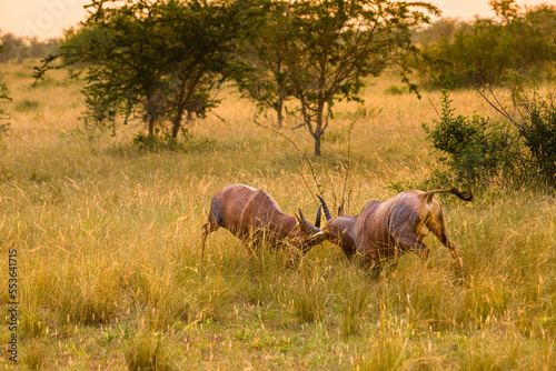 fighting antelopes photo