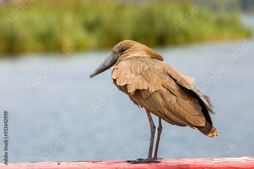 Hammerkop