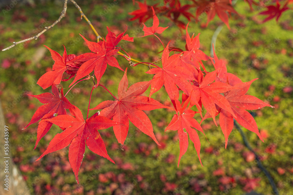 真っ赤な紅葉と緑
