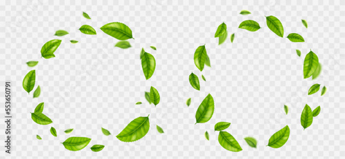 Set of round green leaves frame png isolated on transparent background. Realistic vector illustration of circular wreath with fresh foliage. Symbol of mint freshness, organic product, natural beauty