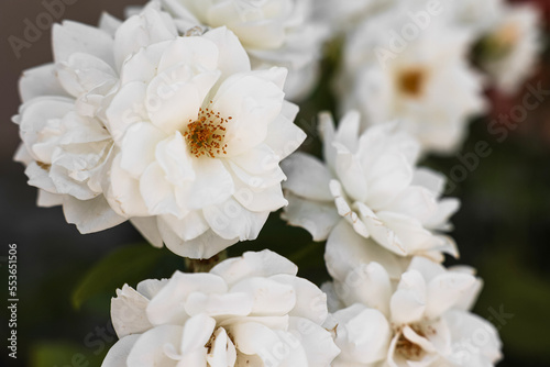 Bush with beautiful white roses in garden