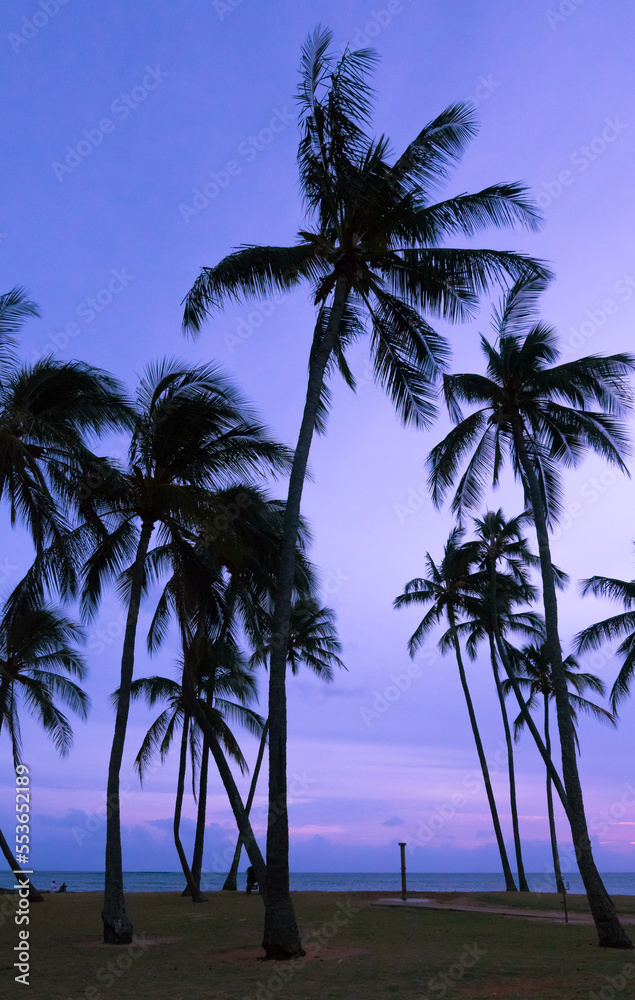 Obraz premium palm trees at sunset