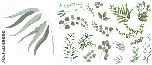 A large collection of herbs and plants. Green plants on a white background. Eucalyptus and other leaves 