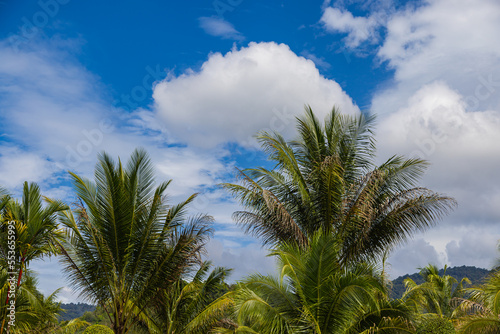 Coconut Tree at the island of Langkawi. Coconut palm on blue sky. Palm tee with ripe coconuts. Exotic and wild scenery with palm trees and coconut trees in Malaysia. Green Palm Tree against blue sky