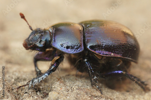Closeup on a robust looking Dor or earth-boring dung beetle, Geotrupes stercorosus photo
