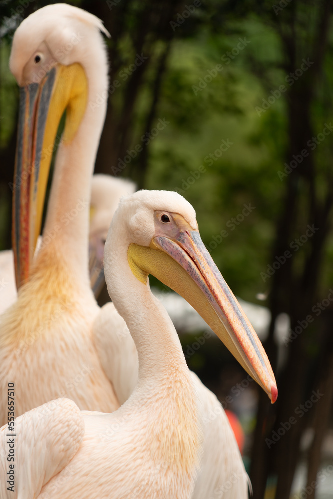 pelican on a beach