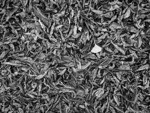 敷き詰められた落ち葉の背景　テクスチャ