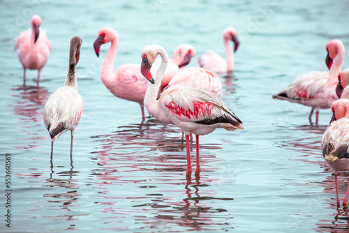 Namibia Flamingos. Group of Pink Flamingos Birds near Walvis Bay, the Atlantic Coast of Namibia, Africa.  © Curioso.Photography