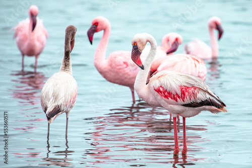Namibia Flamingos. Group of Pink Flamingos Birds near Walvis Bay, the Atlantic Coast of Namibia, Africa.  © Curioso.Photography