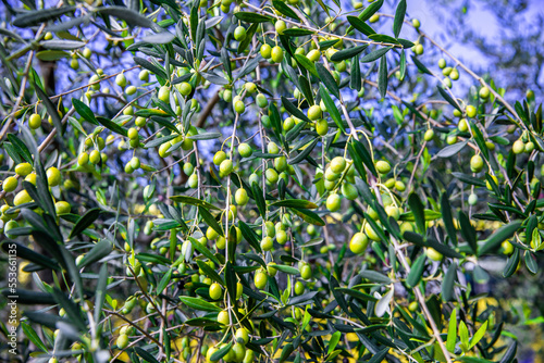 Wallpaper Mural 小豆島 Torontodigital.ca