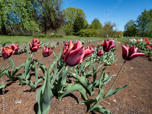 Plakat w ramie Unique tulip 'Slawa' blooming with dark red flower that has a pink edge with an orange glow which fades to silver-white as the flower matures