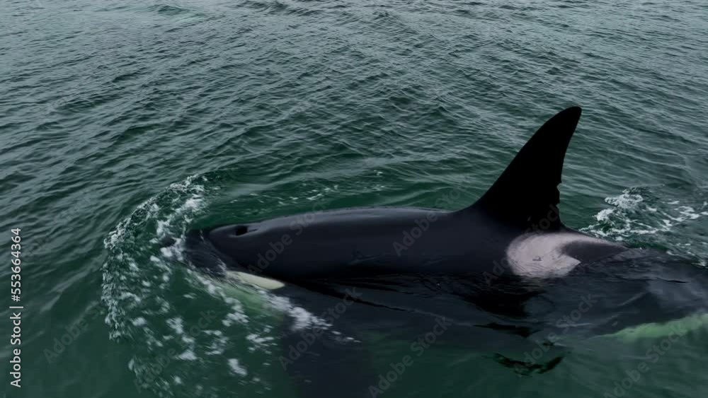 A black killer whale emerges from under the water. Aerial photography at a low altitude of 4k. Dark greenish water. Wildlife.