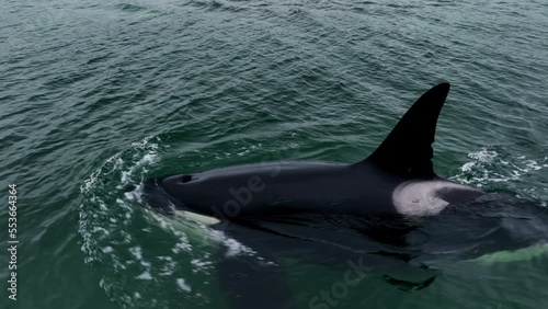 A black killer whale emerges from under the water. Aerial photography at a low altitude of 4k. Dark greenish water. Wildlife.